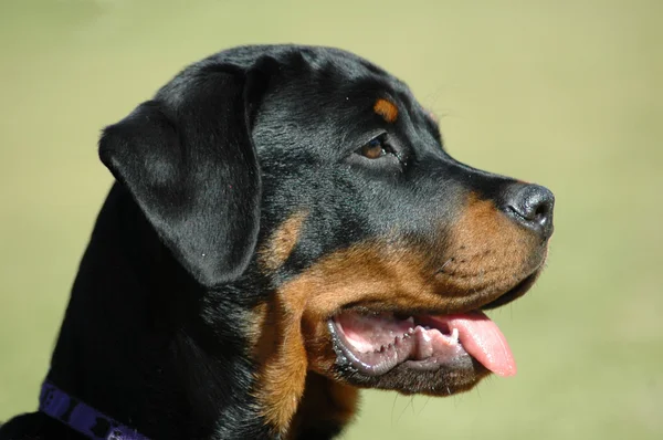 Rottweiler retrato perfil filhote de cachorro — Fotografia de Stock