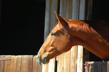 Brown horse portrait clipart