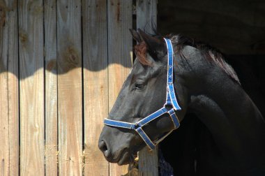 Black horse profile portrait clipart