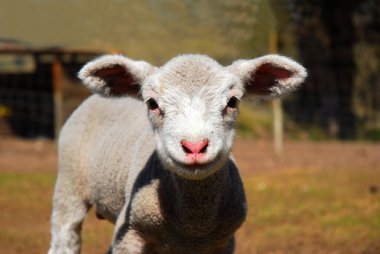 Easter lamb clipart