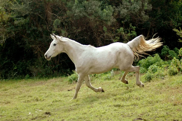 Arabian horse galloping down — Stock Photo, Image