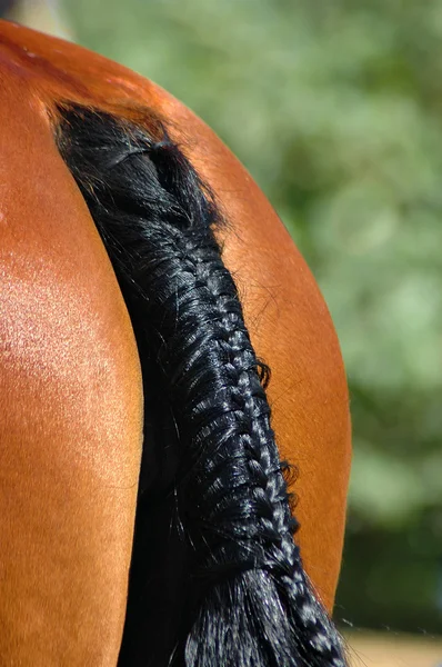 Pony horse tail — Stock Photo, Image