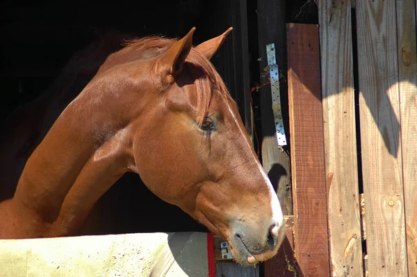 Retrato de caballo marrón — Foto de Stock