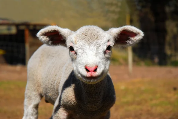 Easter lamb — Stock Photo, Image