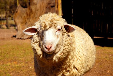 Sheep portrait clipart