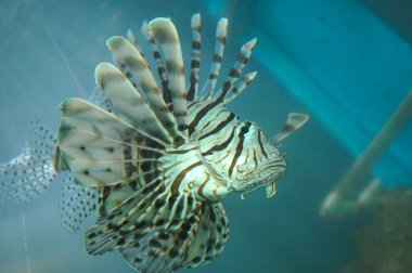 Lion Fish clipart