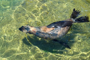 African seal clipart