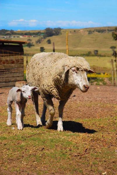 Овцы с ягненком на ферме — стоковое фото