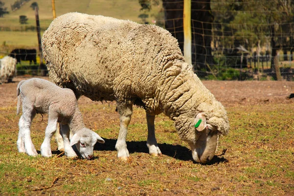 Owce z jagnięciny — Zdjęcie stockowe