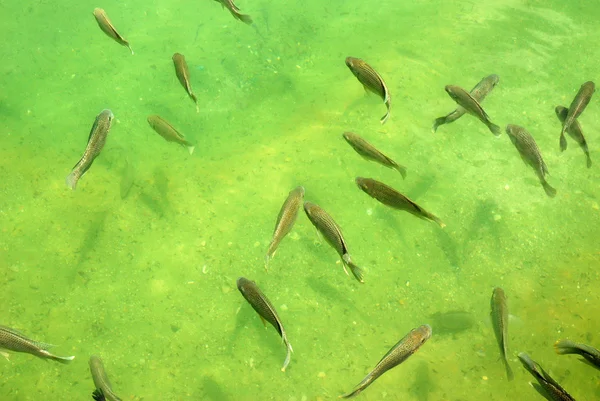 Sfondo di pesca — Foto Stock