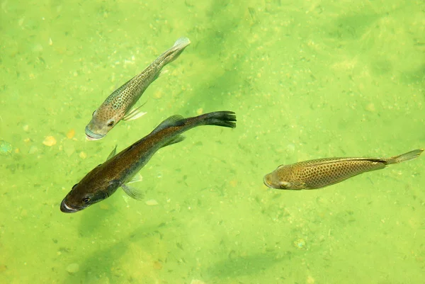 Three fish — Stock Photo, Image