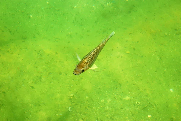 Un pește — Fotografie, imagine de stoc