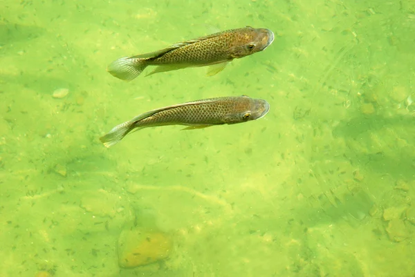 Dois peixes — Fotografia de Stock