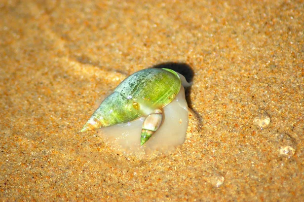 Plough sea shell — Stockfoto