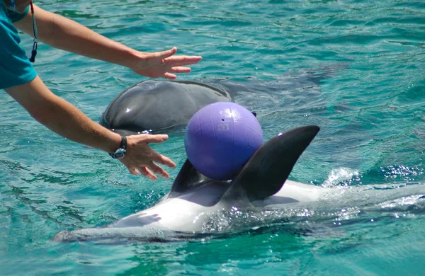Delfín con entrenador —  Fotos de Stock