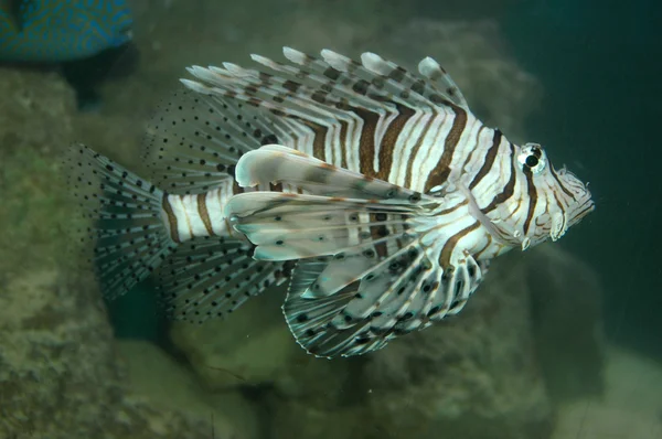 トルコの魚 — ストック写真