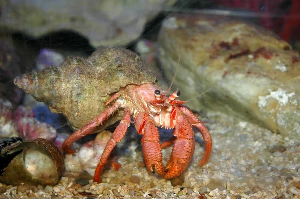 stock image Crab in shell