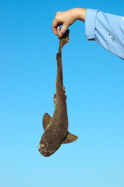 Umweltverschmutzung - toter Hai — Stockfoto