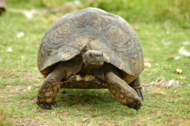 Tortoise clipart