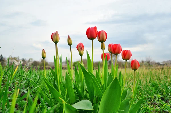 Tulpaner blommar. — Stockfoto