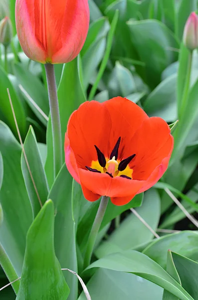 Blommande tulpaner — Stockfoto