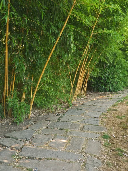 Paseo a lo largo del cultivo de bambú —  Fotos de Stock