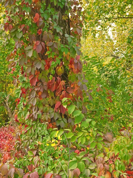 Bunter Herbst. — Stockfoto