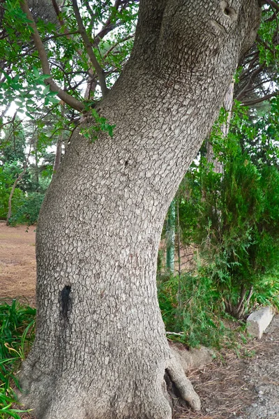 Ствол дерева — стоковое фото