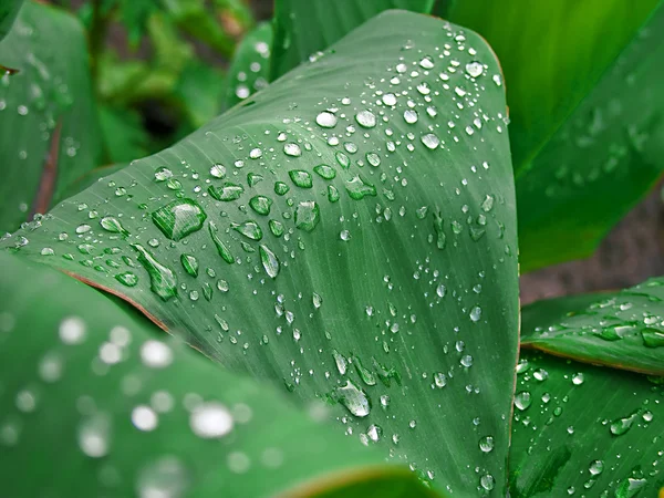 Drops of dew. — Stock Photo, Image