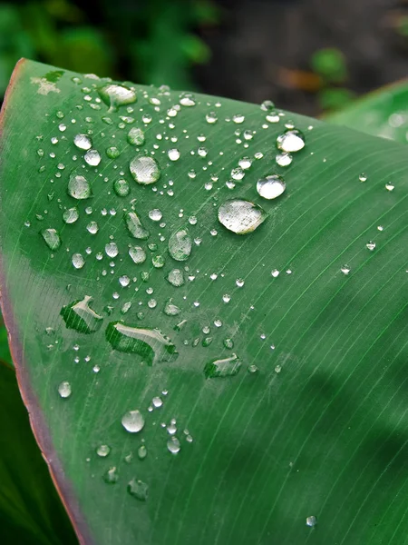 stock image Drops of dew.