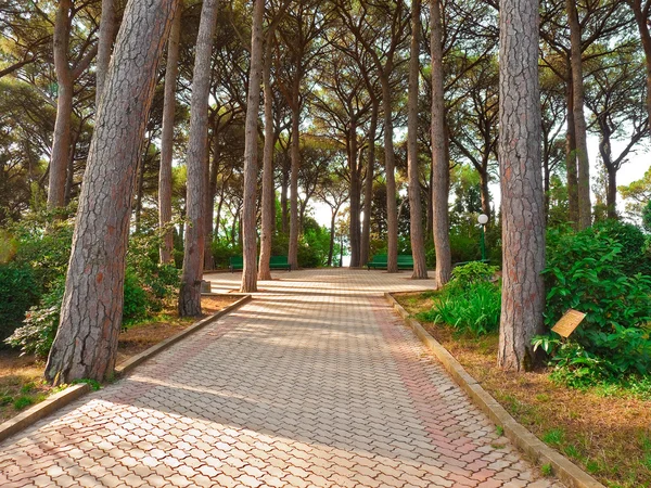 Alley of Italian pines. – stockfoto