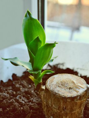 yeşil yaprakları houseplant.