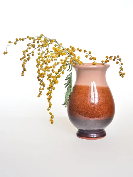 Mimosa bloemen in een vaas. — Stockfoto