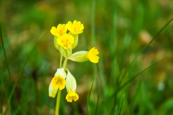 stock image Field flowers