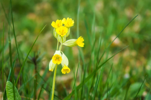 stock image Field flowers