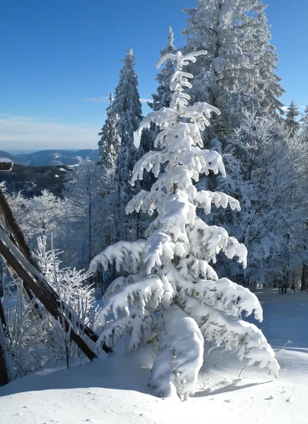Alpler soğuk ağaçlarda — Stok fotoğraf