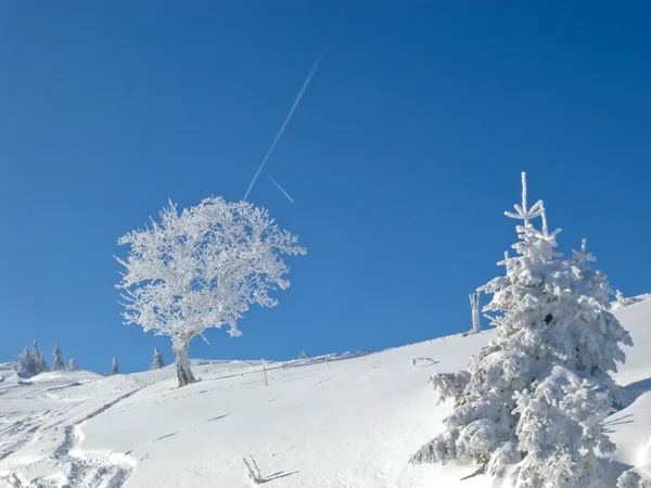 Arbres givrés sur la piste de ski — Photo