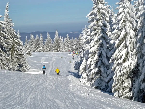 Frosty trees on the ski slope Stock Photo