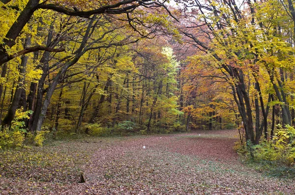 stock image Forest in autumn