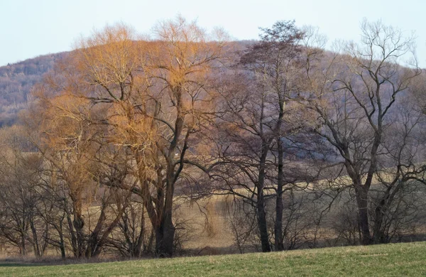 黄色树枝在冬季 — 图库照片