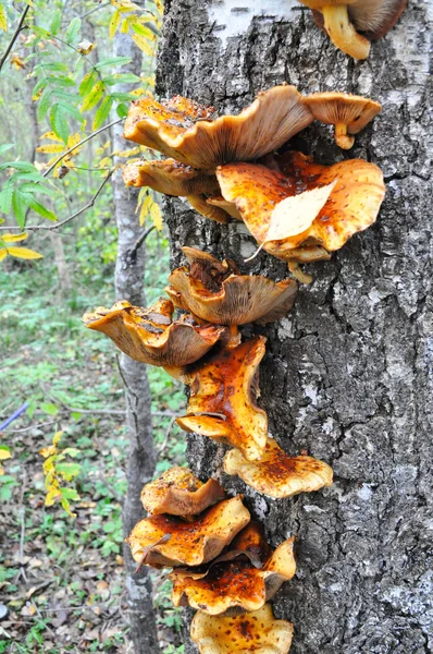チェルノブイリ木材の超常的な活動 — ストック写真