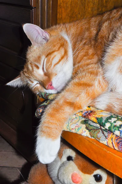 The red cat sleeps on a chair — Stock Photo, Image