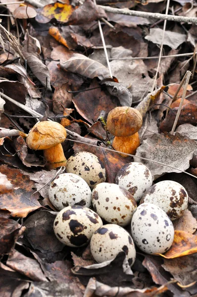 Quail eggs in autumn foliage with mushrooms — Stock Photo, Image