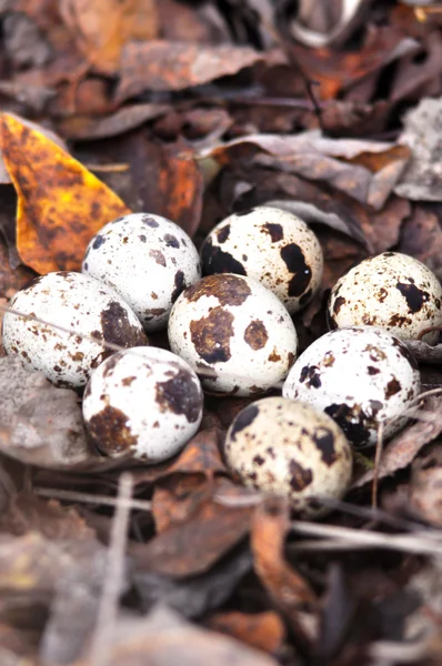 Quail eggs in autumn foliage — Stock Photo, Image