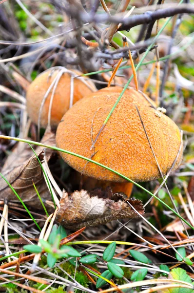 Dois cogumelos musgosos abaixo de uma cobertura de madeira — Fotografia de Stock
