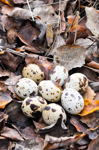 stock image Quail eggs in autumn foliage