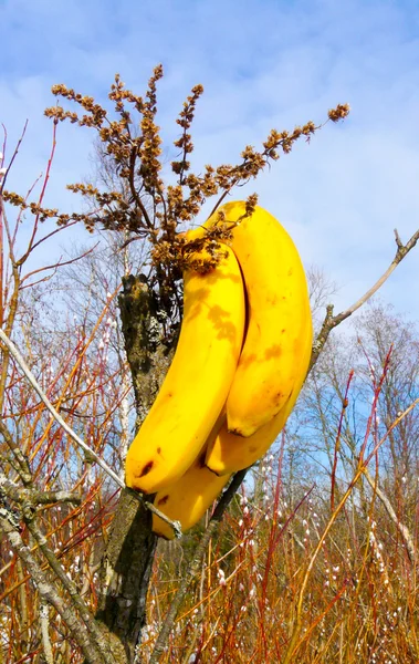 Bananen in taubem Holz — Stockfoto