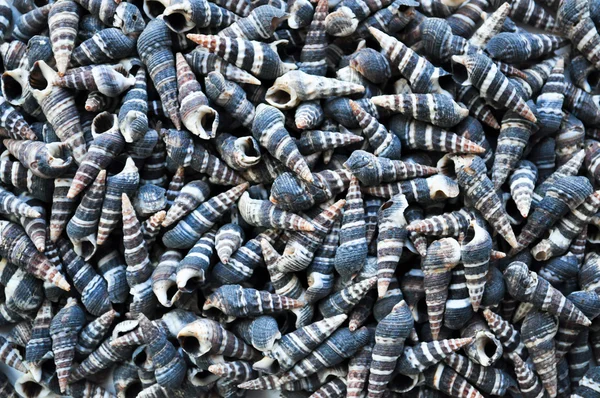 stock image A considerable quantity of small long cockleshells