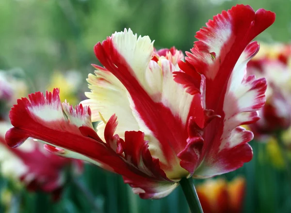 stock image Tulip Garden