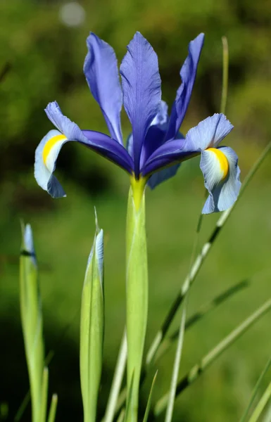 Iris in springtime — Stock Photo, Image